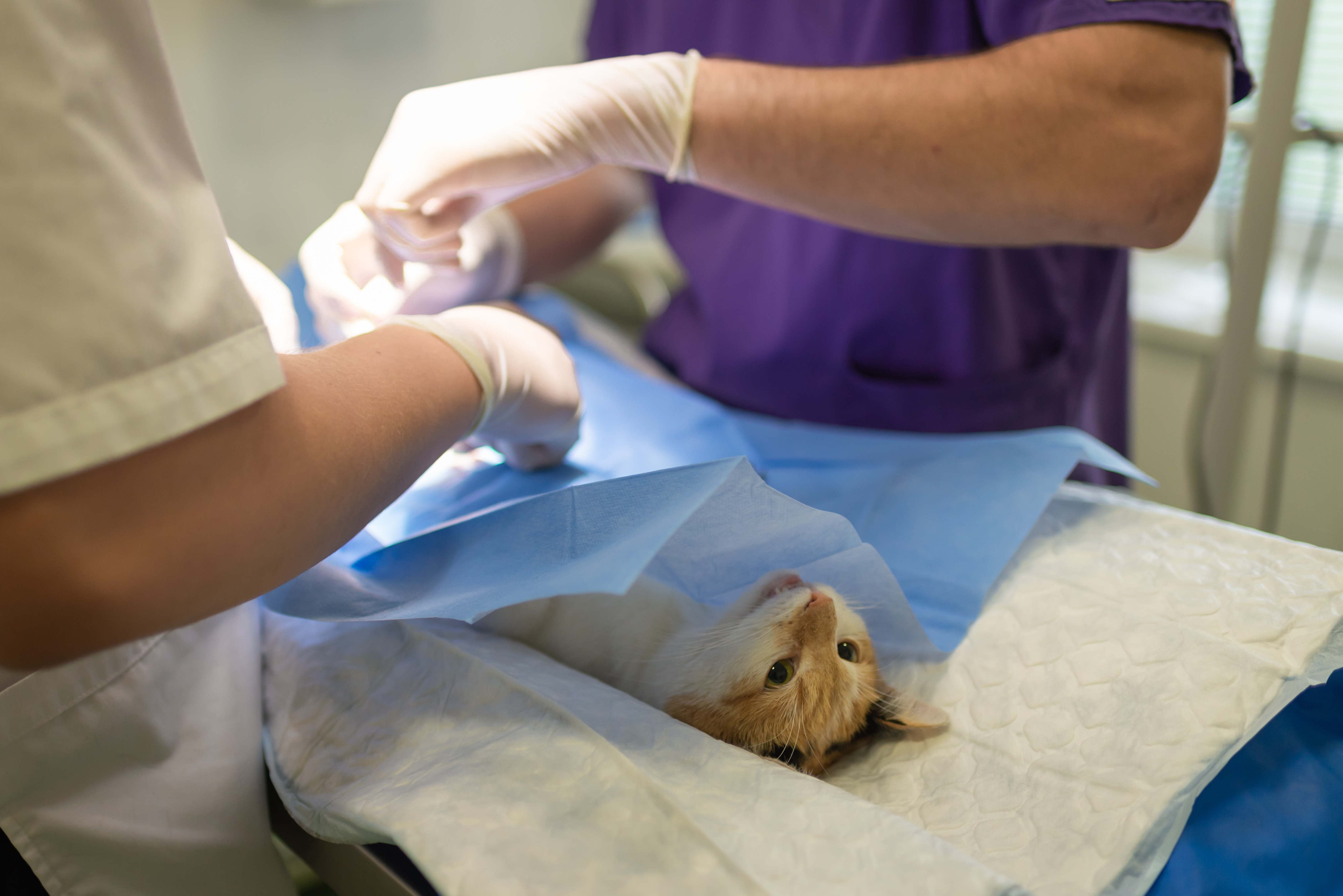 Two vets examining a small cat on an operating table
