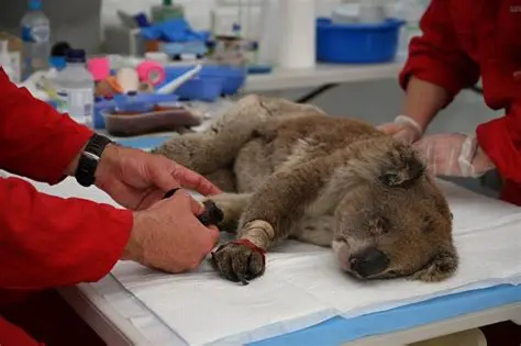 An injured koala receiving veterinary care after a bushfire
