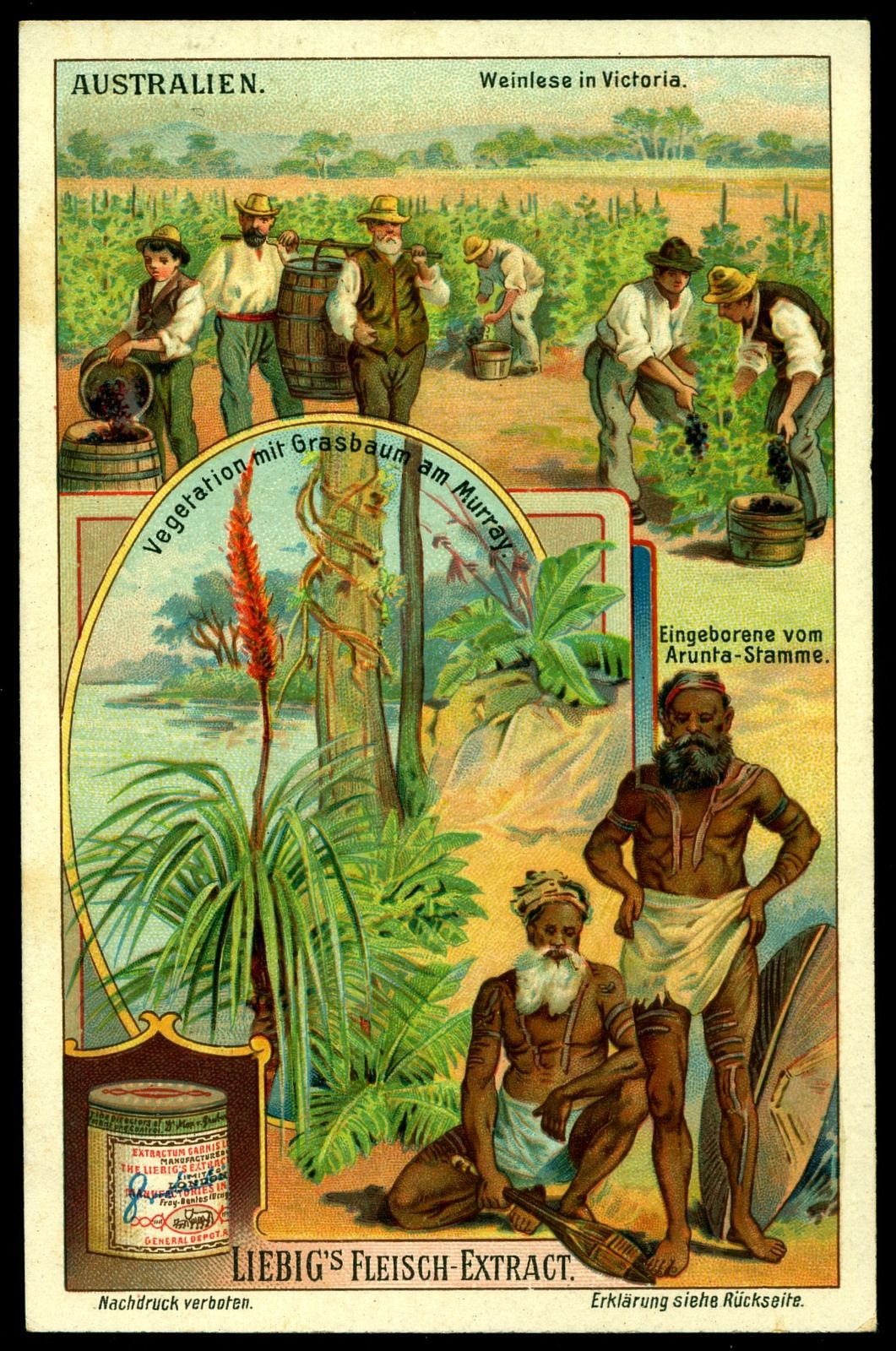 Historische Sammelkarte über Australien: weiße Arbeiter bei der Weinlese, daneben ein eingerahmtes Bild eines Aborigine vom Arunta-Stamm in einer Naturszene