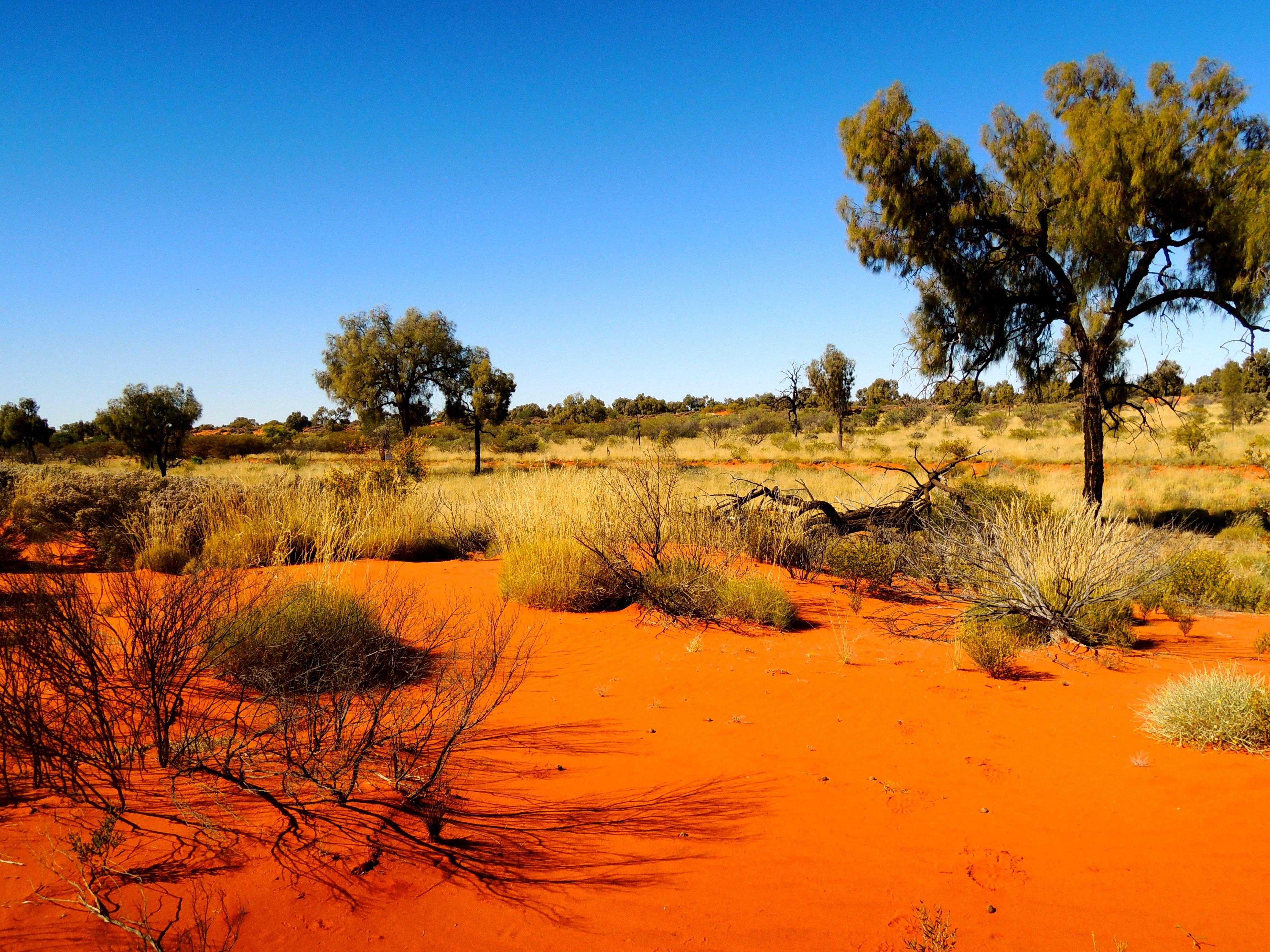 Red sand and scattered trees in the Australian Outback