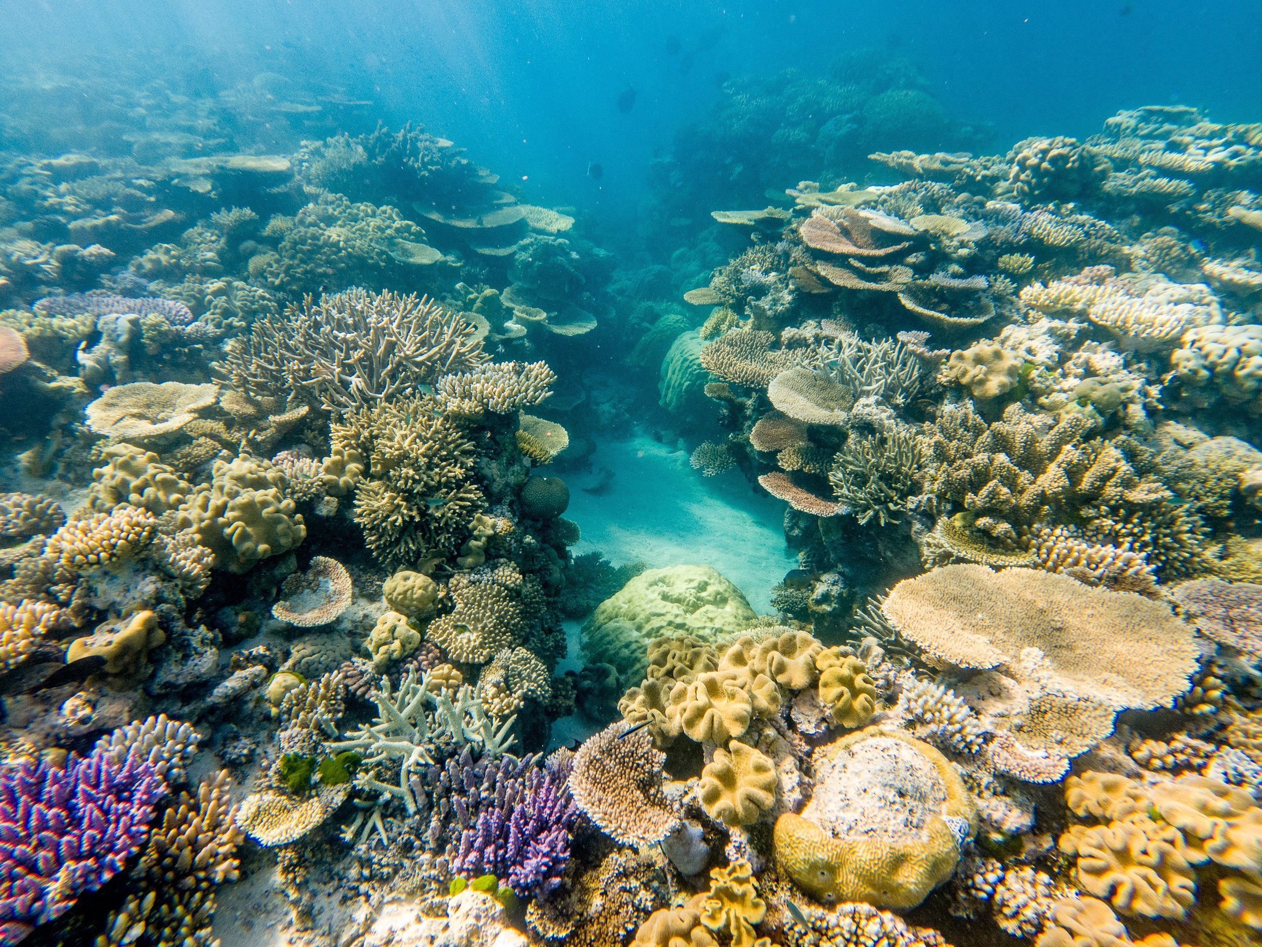 Healthy coral formations on the Great Barrier Reef